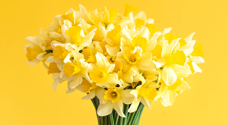 A photo of daffodils for Daffodil Day, the cancer council's main annual fundraising day